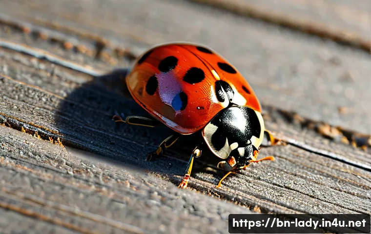 Ladybug ভিডিও ভিউ: চমকপ্রদ তথ্য যা আপনি মিস করতে চান না! 3 레이디버그 동영상 조회수 관련 이미지 1